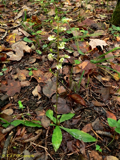 {Ponthieva racemosa}